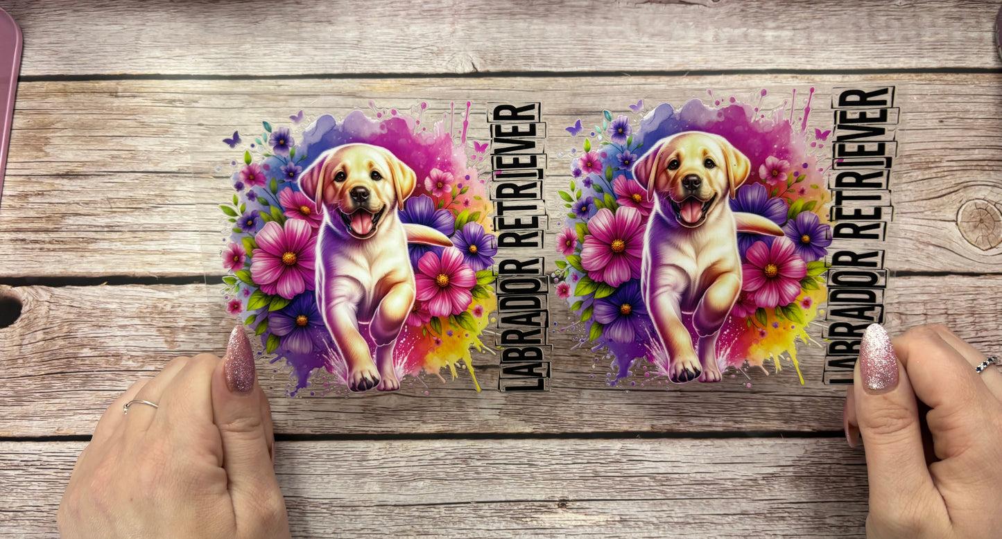 Labrador retriever