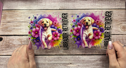 Labrador retriever