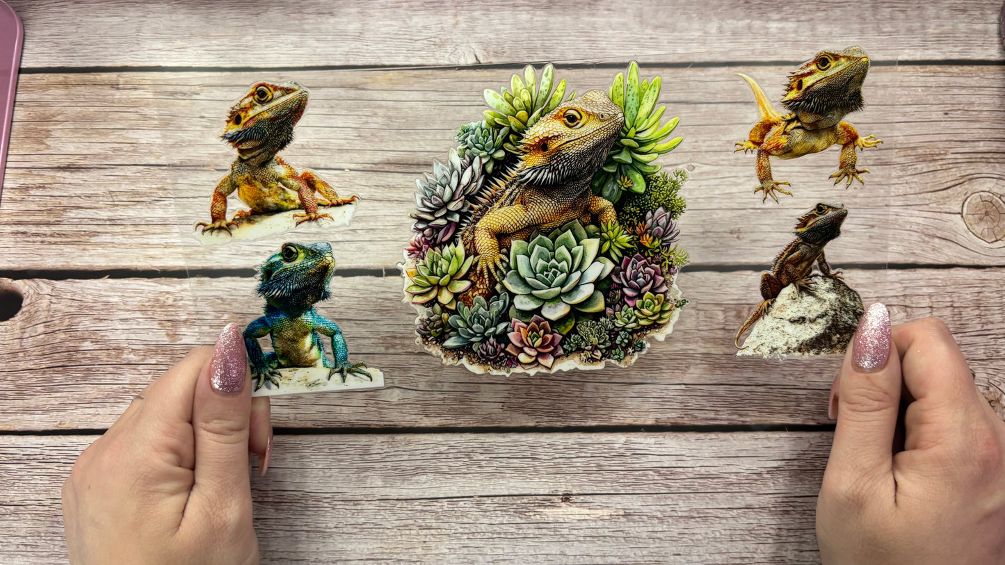 Bearded dragon