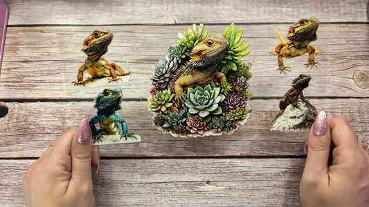 Bearded dragon